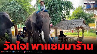 นาทีวัดใจ❗️เสือขี่พลายเเซมซั่นไปร้านก๋วยเตี๋ยว❓elephant