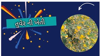 શિયાળુ પાક તરીકે ઉભરી રહેલો તુવેરનો પાક...!