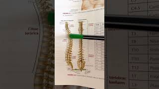 Revisão rapidinha de curvaturas da coluna vertebral!