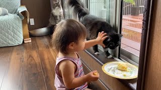 パンケーキに対して鉄壁の守りを見せる娘に近づけない猫　ノルウェージャン　A cat that can't get close to  daughter eating her favorite food