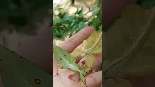 #ตั๊กแตนใบไม้ #leafinsect #insects #chiangmai #phyllium