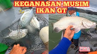 MANCING MUSIM IKAN GIANT TREVALLY SANGKAR KUALA GULA