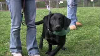 Rutgers Students Train Seeing Eye Puppies