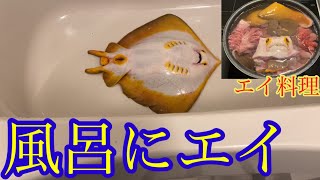 毒針を持つアカエイを釣りに行き捌いて身や内蔵を全て食べる！