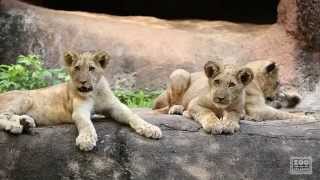 Lion Cubs at 7 Months