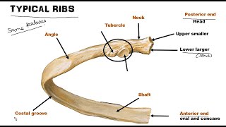 Typical Rib | Anatomy | Bangla