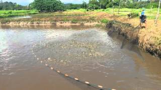 การจับปลาดุก ในบ่อเลี้ยง _ ฟาร์มปลาดุก Catfish Farming Thailand 1080HD