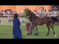 N 106 ASSHMAH RJ   The 13th Local Breed Championship for Arabian Horses 2024   Colts Foals Section A