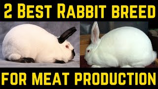 Top 2 Best Rabbit Breed for Meat