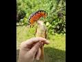 Amazonian Royal Flycatcher