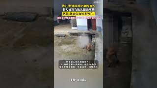 揪心!野猪闯民宅撕咬撞人 老人被顶飞数次躺地不动 医院:伤者失血过多死亡 当地上半年猎捕野猪113头，申报资金535万