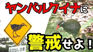 沖縄の道路標識から学んだ「ヤンバルクイナ」という飛べない鳥【沖縄にしかいない珍しい鳥】