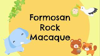 Formosan rock mocaque  intro