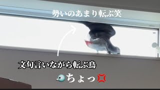 飼い主に逆ギレしてブチ切れる鳥(ヨウムのチキンマン)