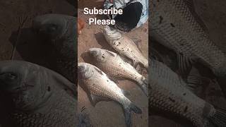 ପୋଖରୀ ମାଛ ଧରା #trending #youtubeshorts #shortvideo #fish #yt_shorts #ytshorts #ytshortsindia