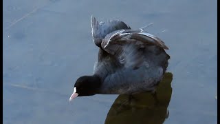 オオバン調布地区往復 2024 12 24 #オオバン #野鳥 #birds #wildlife #nature #自然観察ぶらり散歩