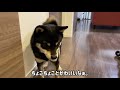 豆柴 テレワーク続きだった飼い主が久しぶりにお仕事から帰ってきたら愛犬の反応は！？【柴犬】 the reaction of shiba inu dog when the owner returns