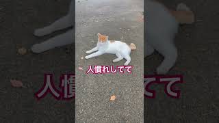 🙀前橋市某所🐱  #猫のいる生活 #地域猫ボランティア #猫おもしろ #ねこのきもち #保護猫 #ねこさん