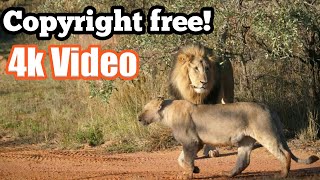 4k video no copyright /  copyright free videos for YouTube channel