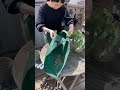 観葉植物が50鉢以上！面倒な植え替えをラクにするために必要な道具と収納法は？