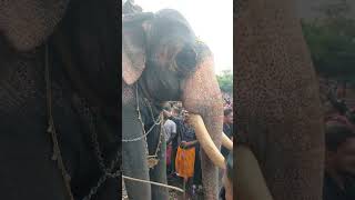 Maruthoorkulangara Mahadevan \u0026 Chemmarappalli Gangadharan @ Pazhanji Perunnal 2023 #2023 #elephant