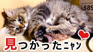 【長毛保護子猫】「もう猫増やすな」言う娘に見つかった!