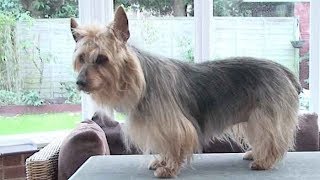 Dog Breed video: Australian Terrier