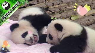 Pandas Whispering To Each Other | iPanda