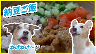 (犬のご飯)良い香りで激しくフライング⁉︎納豆ご飯を食べたジャックラッセルテリア