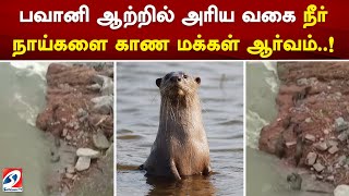 பவானி ஆற்றில் அரிய வகை நீர் நாய்களை காண மக்கள் ஆர்வம்..!