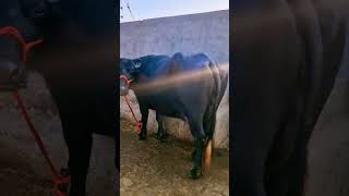 Ph 9066348000 ਸੱਜਰ ਸੂਈਆ ਦੋ ਮੱਝਾਂ ਵਿਕਾਊ #khehradairyfarmtarntaran