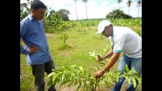 Vídeo aula 01 - Poda da Goiaba, Iguatu-CE