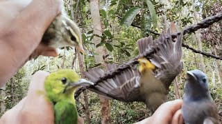 Mikat burung di hutan mengunakan getah pulut #cucakijomini #sikatanemas #bird @Farhanofficial-l6k