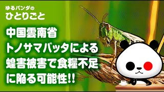 ひとりごと「中国雲南省でのトノサマバッタによる食物被害」