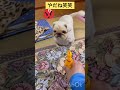 ハッピーvs鳥 おもちゃ どっちが勝つ？予想外の出来事も発生！！ハッピーどうする！？ 犬 ペキニーズ 鳥