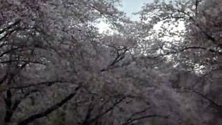 桜吹雪!! 小林牧場にて