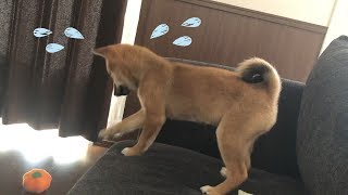 柴犬（豆柴）みかん｜困ったふりして飼い主をからかう子犬。