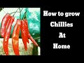 How to grow chillies at home from  chilli seeds