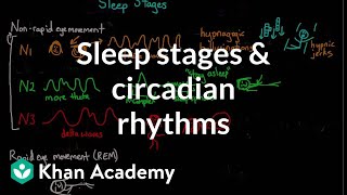 Sleep stages and circadian rhythms | Processing the Environment | MCAT | Khan Academy