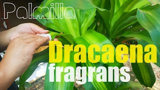 Dracaena fragrans leaves cleaning has been done