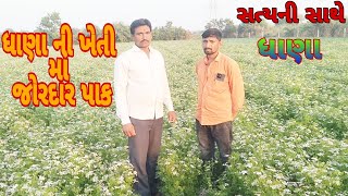 ધાણા ની ખેતી થી થતો ફાયદો અને ધાણાના પાક વિશે માહિતી#સત્યનીસાથે