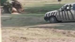 Rhino attacks car