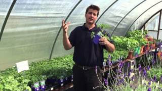 Varieties of geranium at Lavender Fields Herb Farm