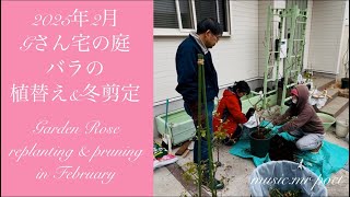 【2025年2月 Gさん宅の庭 バラの植替え&冬剪定】 garden rose replanting & pruning in February