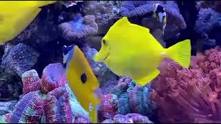 Reef Tank 450 liters #Mexico #Morocco #REEF #TANK