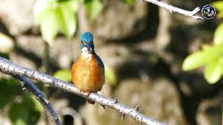 【野鳥観察】カワセミ動画～～町田市恩田川で撮影