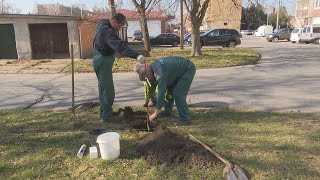 Folyamatosak a faültetések a városban