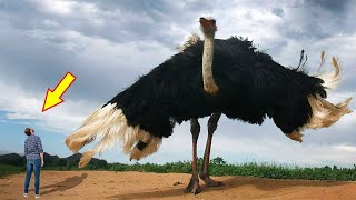 Top 10 BIGGEST BIRDS In The World
