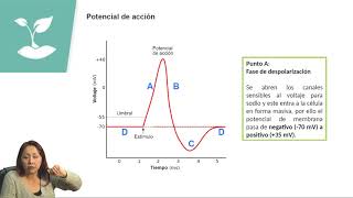 IMPULSO NERVIOSO/PSU BIOLOGÍA/CLASE N°29