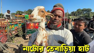 নাটোরের তেবাড়িয়া হাট থেকে বড় ছাগল ছোট ছাগল গাড়ল ভেড়ার দাম জানান